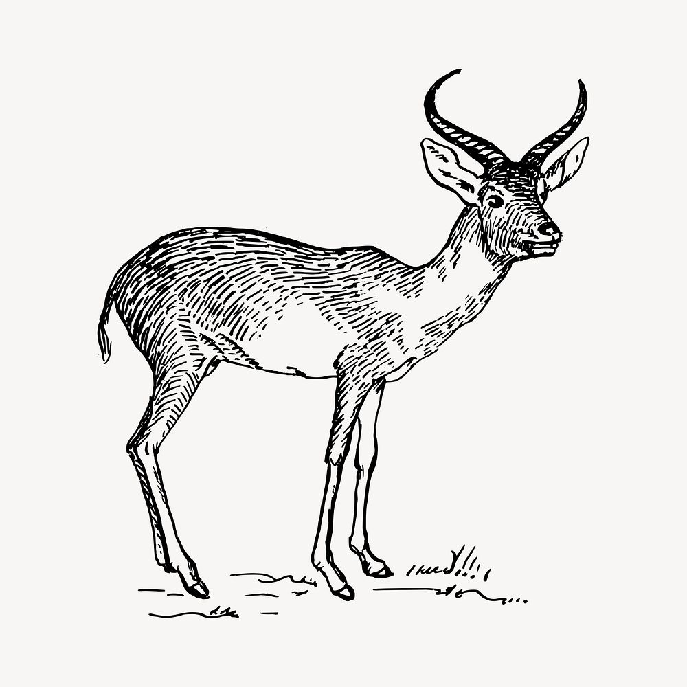 Antelope illustration clipart vector. Free public domain CC0 image
