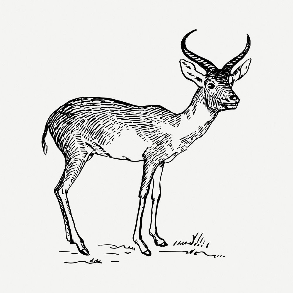 Antelope clipart illustration psd. Free public domain CC0 image