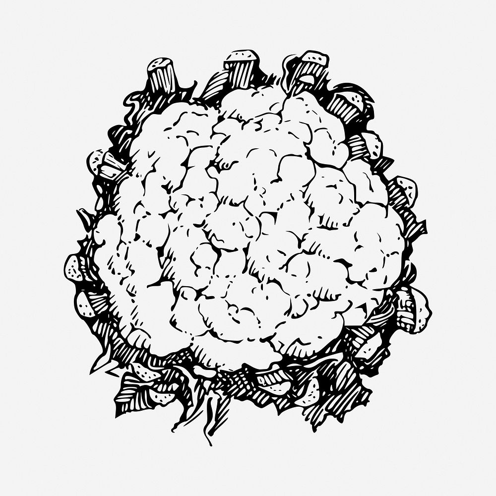 Cauliflower Vector Drawing on Isolated White Background Stock Vector -  Illustration of cauliflower, cartoon: 245943816
