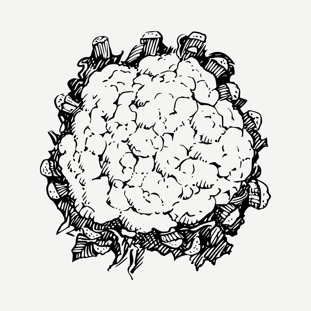 Cauliflower clipart illustration psd. Free public domain CC0 image