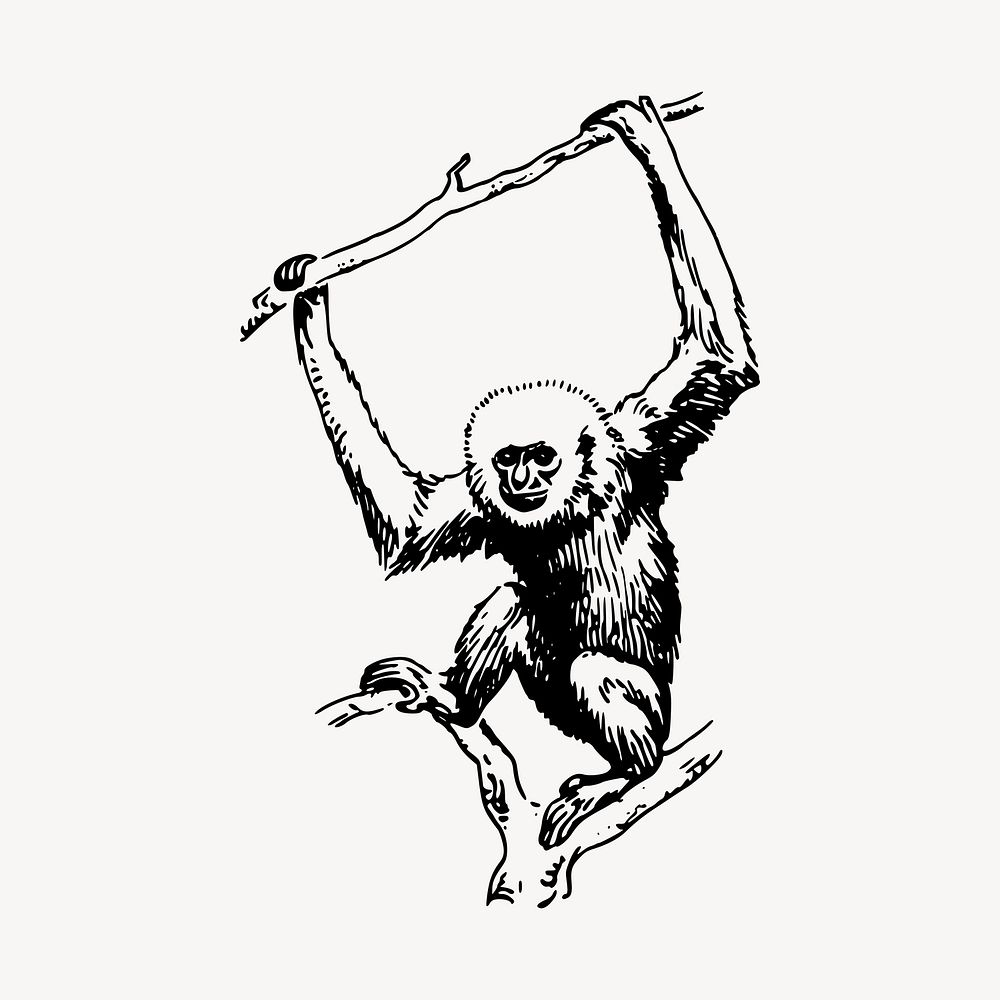 Gibbon illustration clipart vector. Free public domain CC0 image