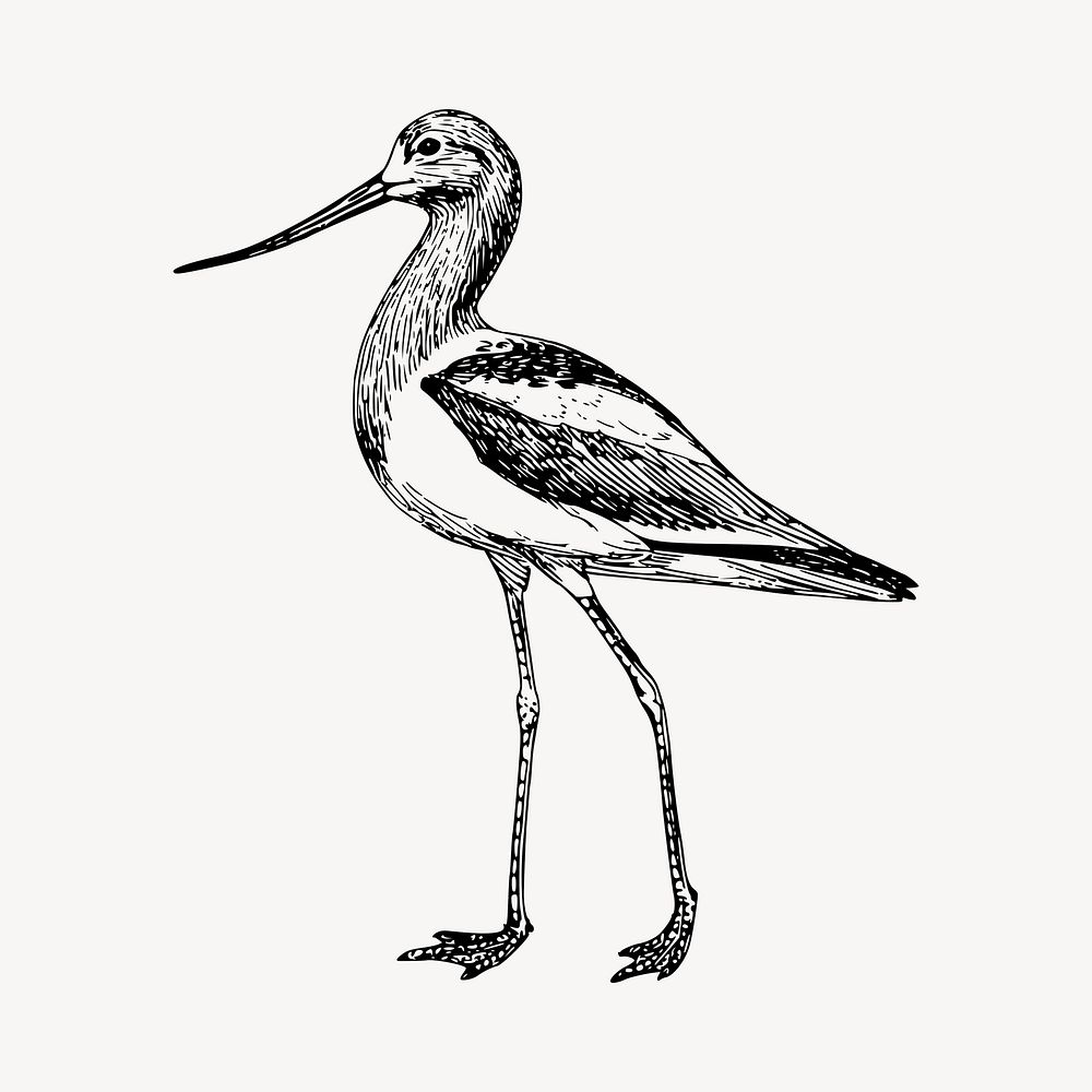 Long leg bird, illustration clipart vector. Free public domain CC0 image