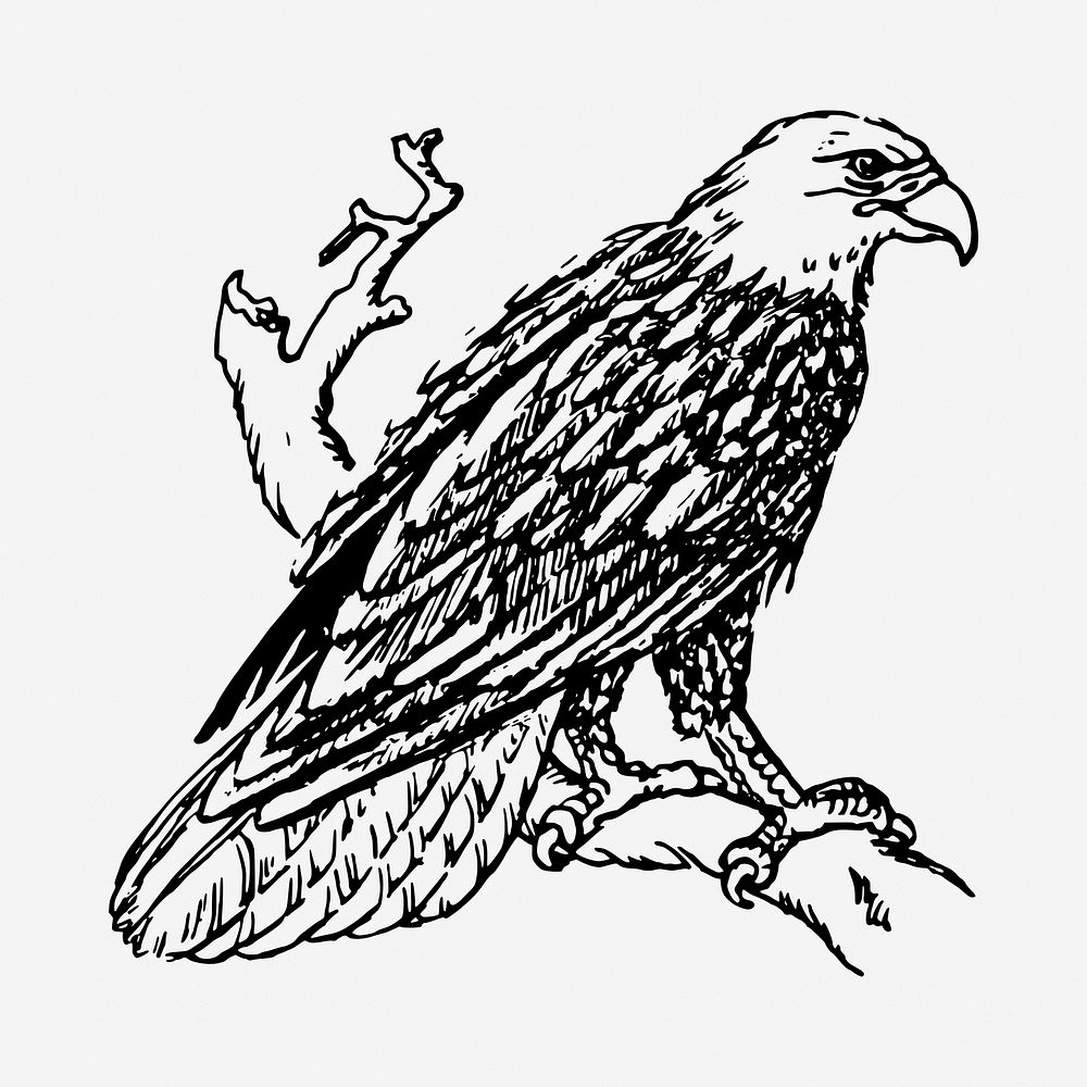 Eagle bird black and white illustration clipart. Free public domain CC0 image