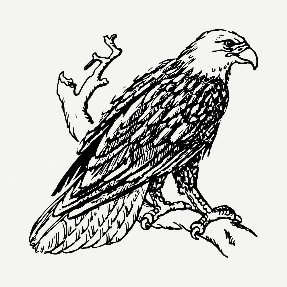 Eagle bird clipart illustration psd. Free public domain CC0 image