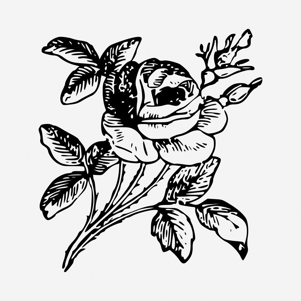 Rose flower black and white illustration clipart. Free public domain CC0 image