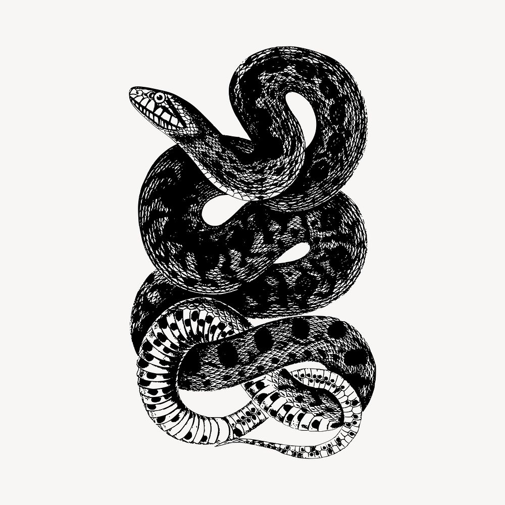 Snake illustration clipart vector. Free public domain CC0 image