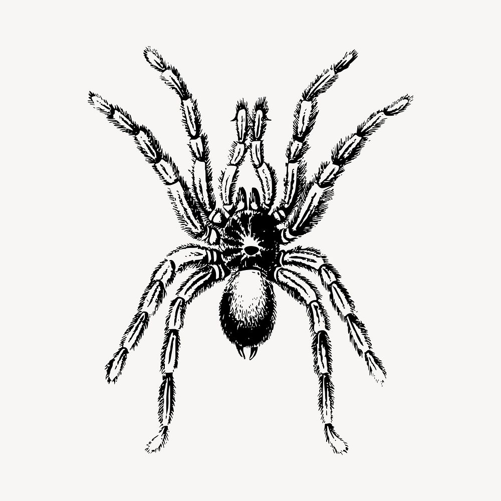 Spider insect illustration clipart vector. Free public domain CC0 image