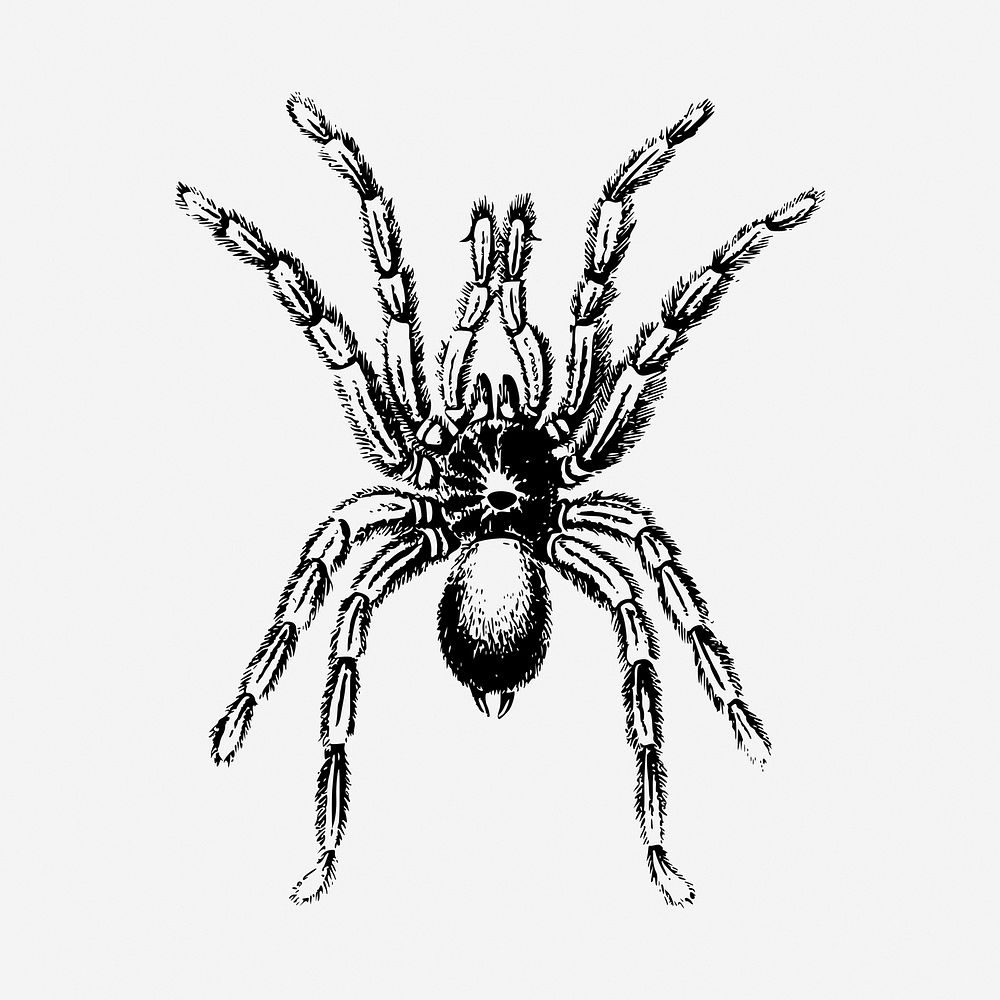 Spider insect black and white illustration clipart. Free public domain CC0 image