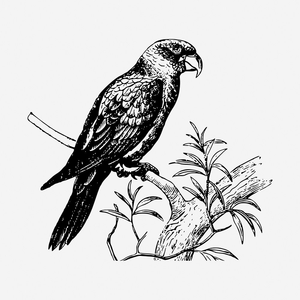 Parrot psittacine black and white illustration clipart. Free public domain CC0 image