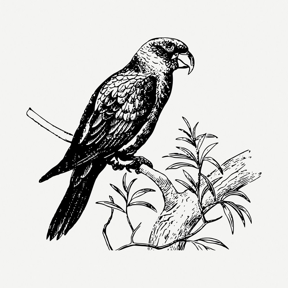 Parrot psittacine clipart illustration psd. Free public domain CC0 image
