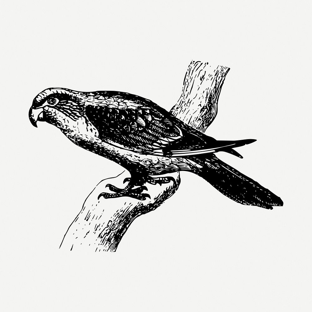 Parrot psittacine clipart illustration psd. Free public domain CC0 image