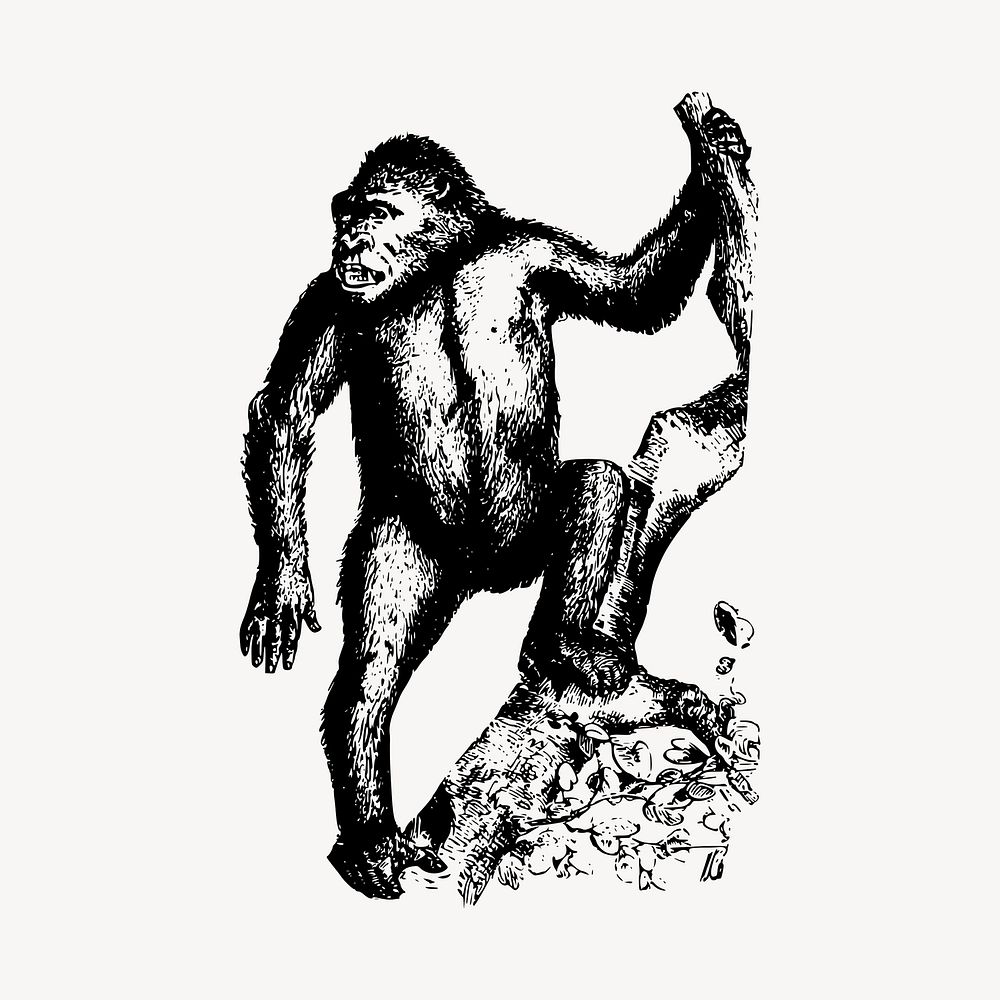 Ape illustration clipart vector. Free public domain CC0 image