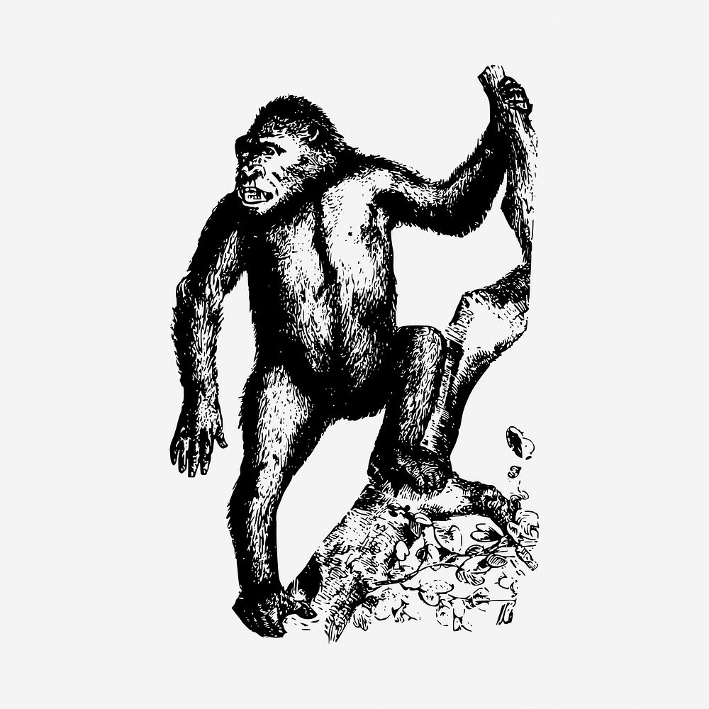 Ape black and white illustration | Free Photo - rawpixel