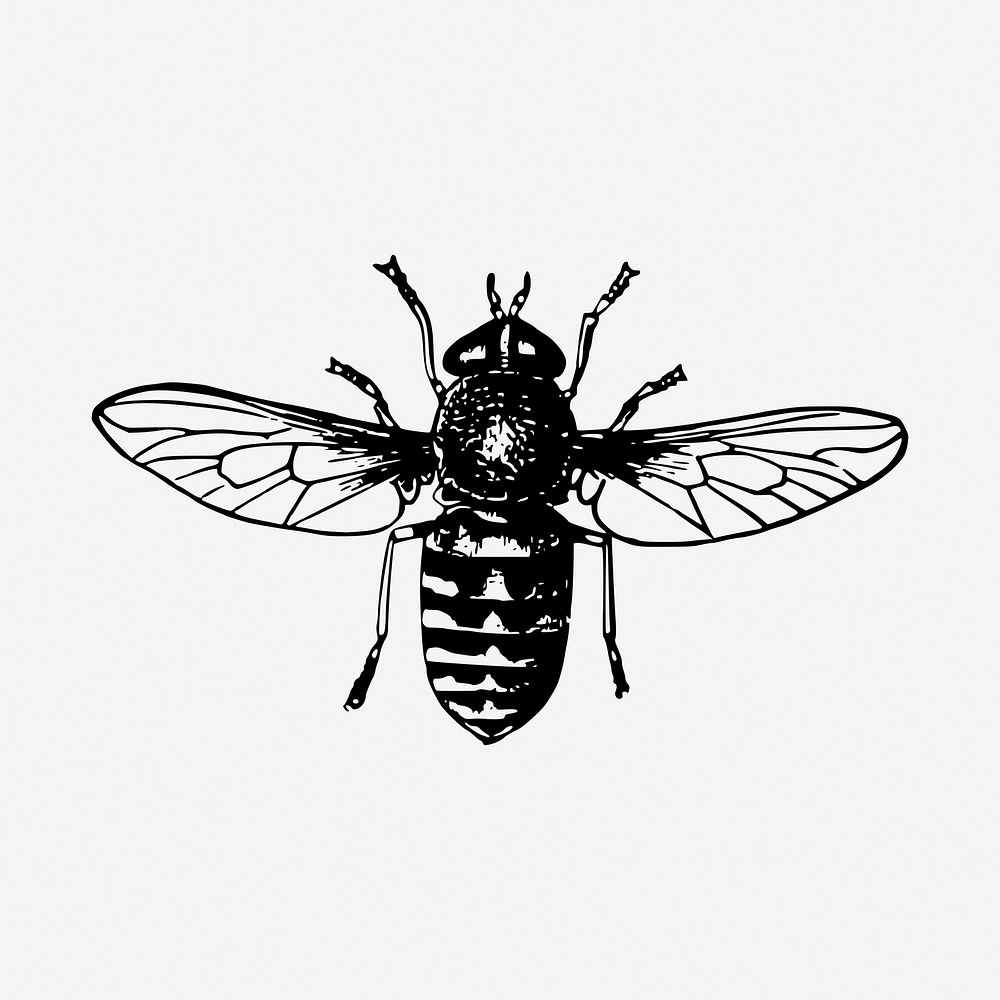 Fly insect clipart illustration psd. Free public domain CC0 image