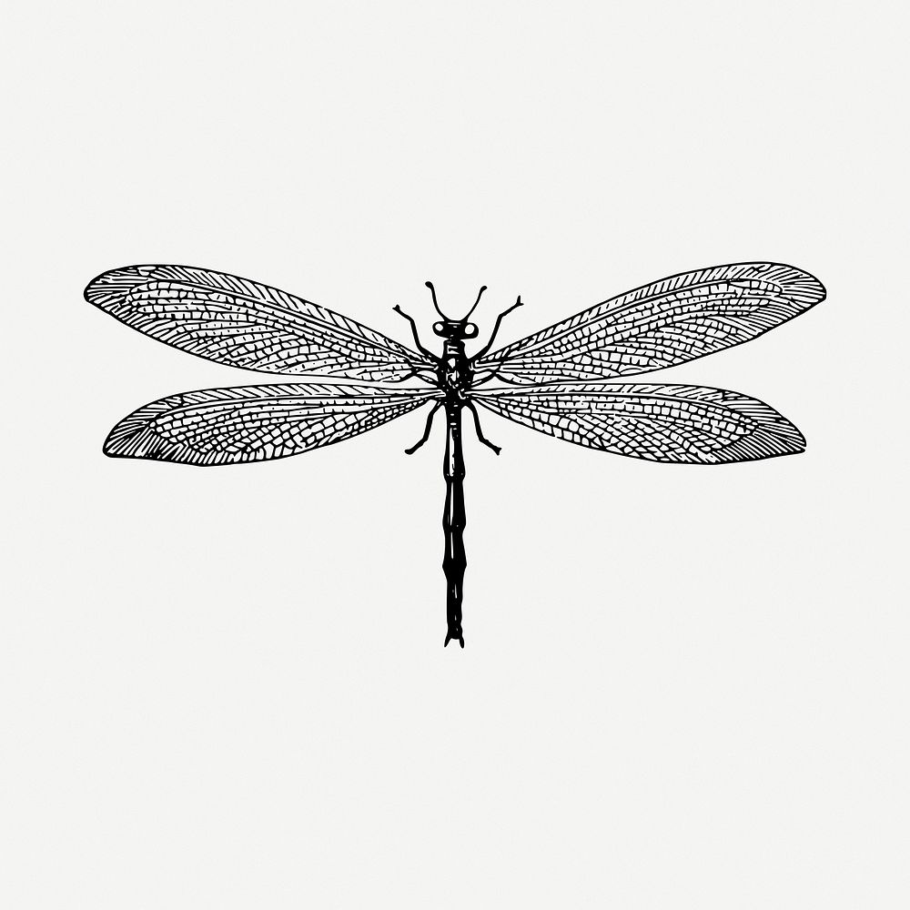 Dragonfly insect clipart illustration psd. Free public domain CC0 image