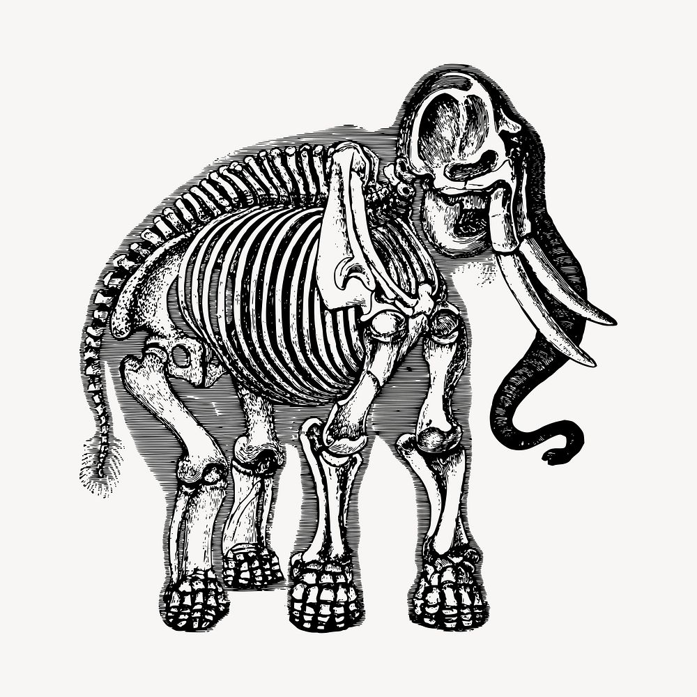 Elephant skeleton illustration clipart vector. Free public domain CC0 image