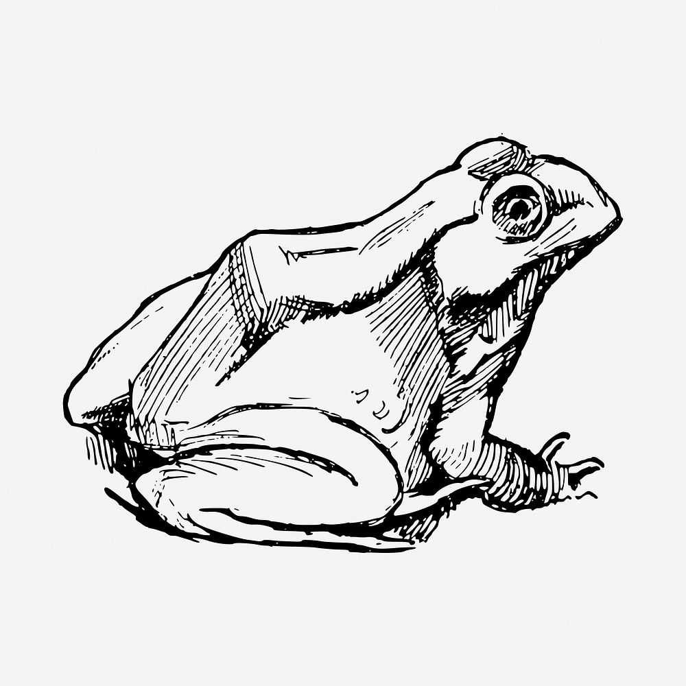 Amphibian frog black and white illustration clipart. Free public domain CC0 image