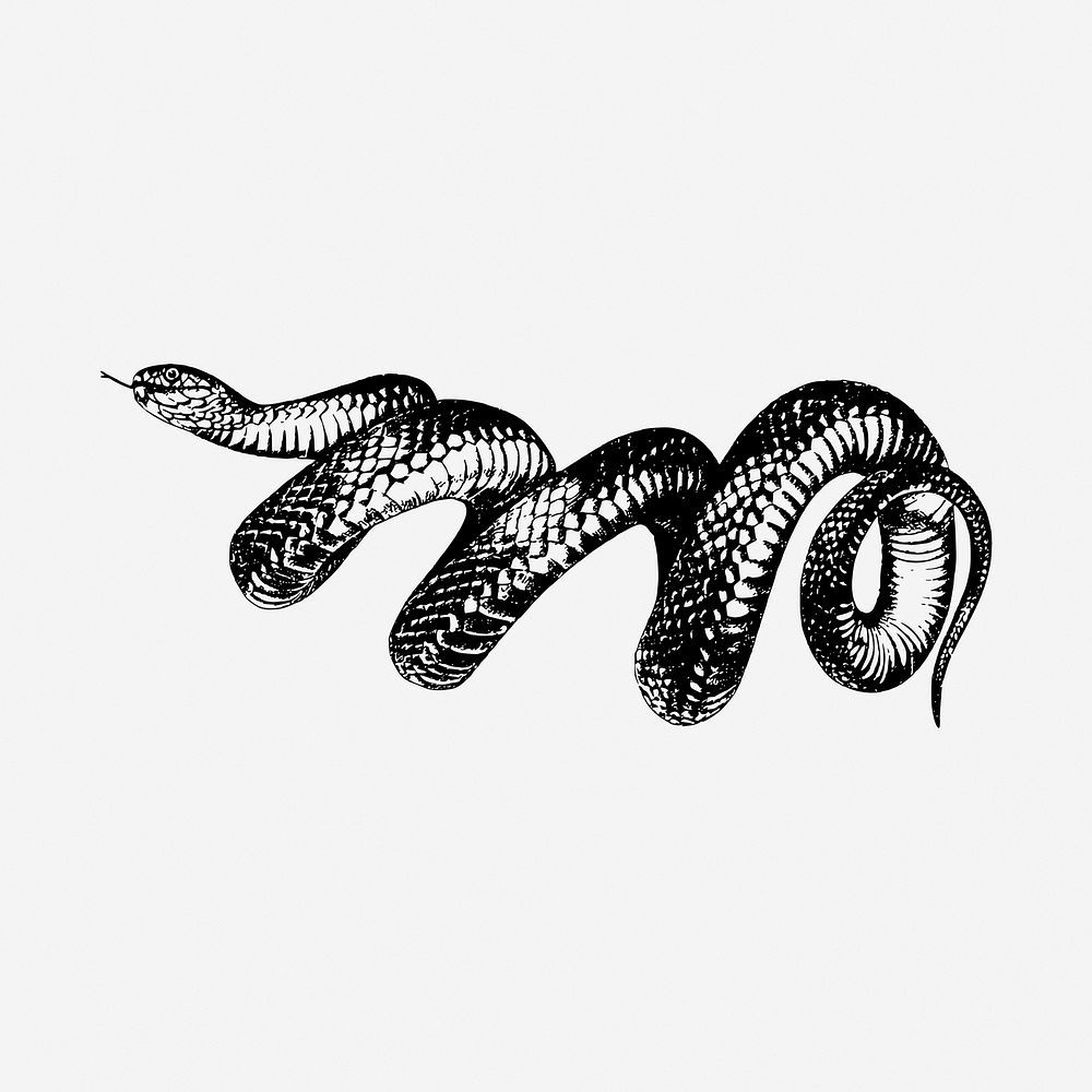 Snake black and white illustration clipart. Free public domain CC0 image