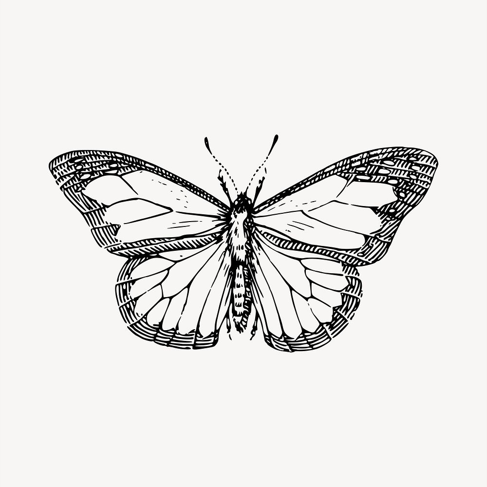Butterfly  clipart, vintage hand drawn vector. Free public domain CC0 image.