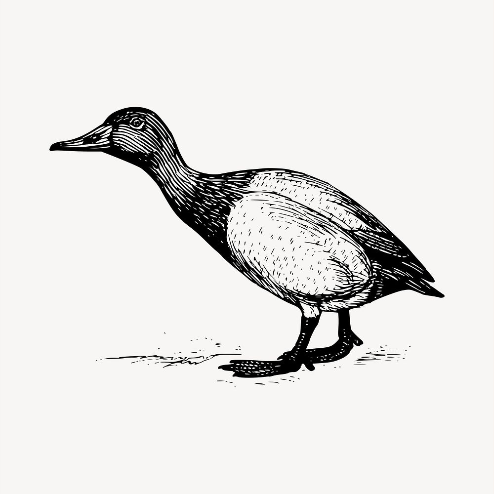 Gosling bird clipart, vintage hand drawn vector. Free public domain CC0 image.