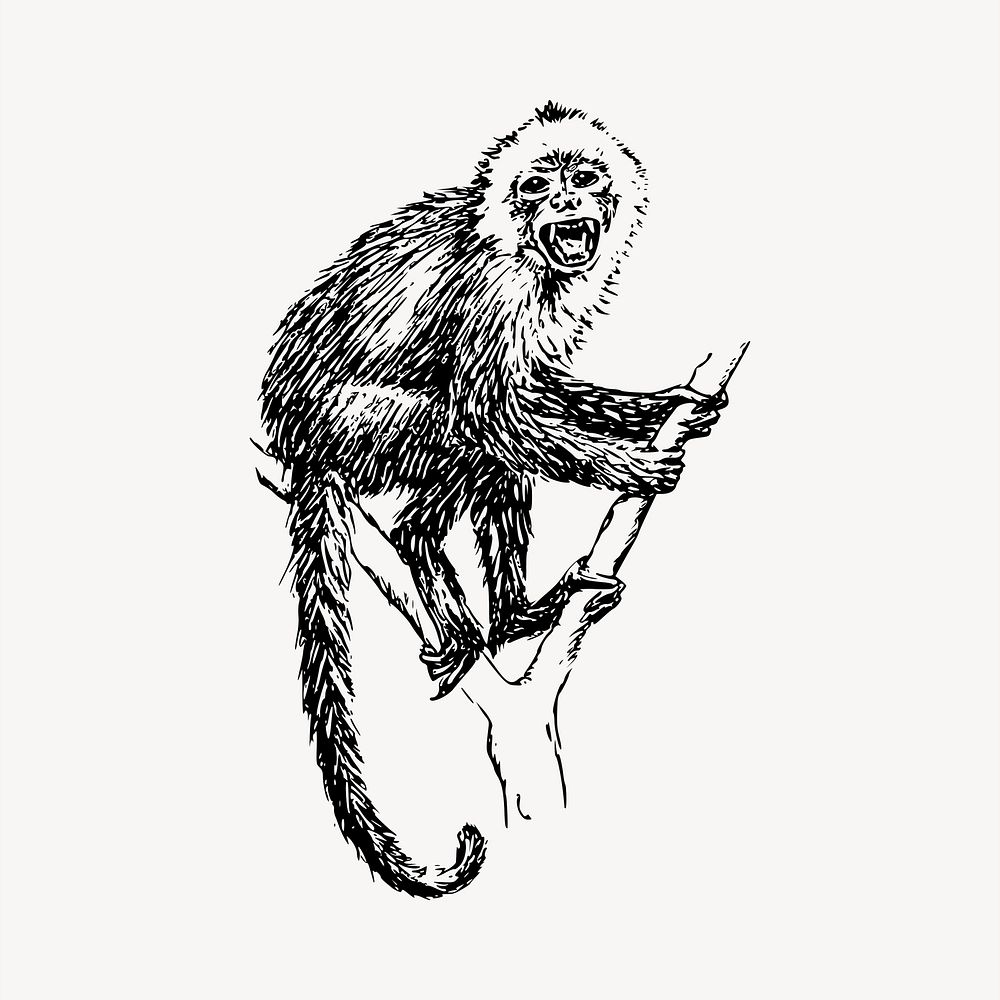 Capuchin monkey clipart, vintage hand drawn vector. Free public domain CC0 image.