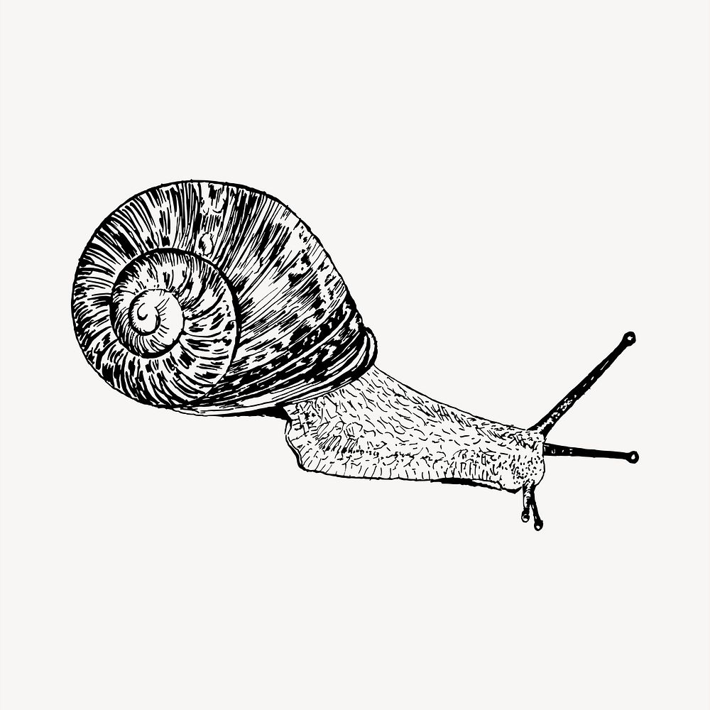 Snail clipart, vintage hand drawn vector. Free public domain CC0 image.