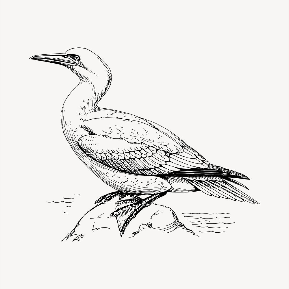 Gannet bird clipart, vintage hand drawn vector. Free public domain CC0 image.