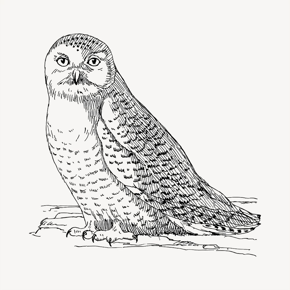 Owl clipart, vintage hand drawn vector. Free public domain CC0 image.