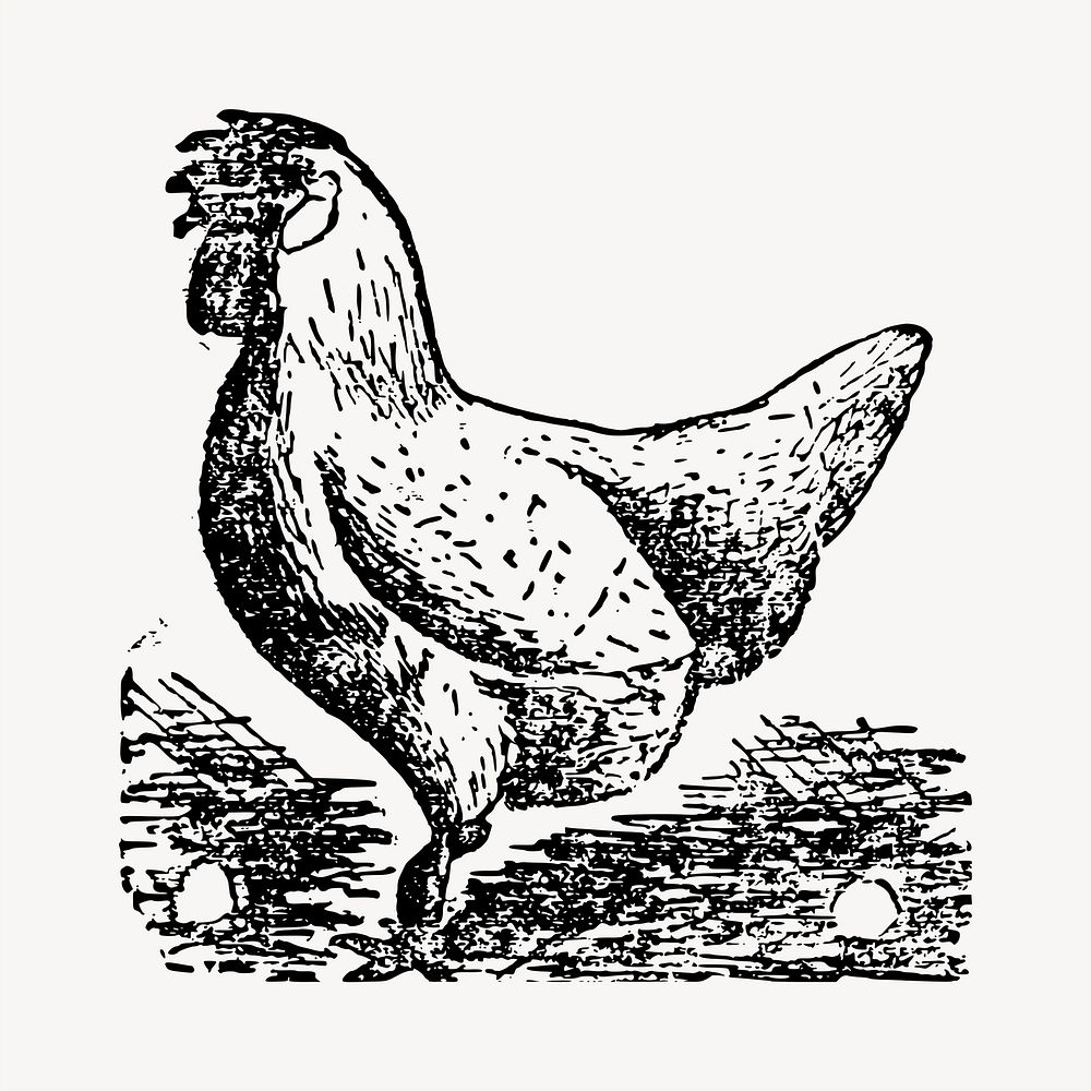 Chicken clipart, vintage hand drawn vector. Free public domain CC0 image.