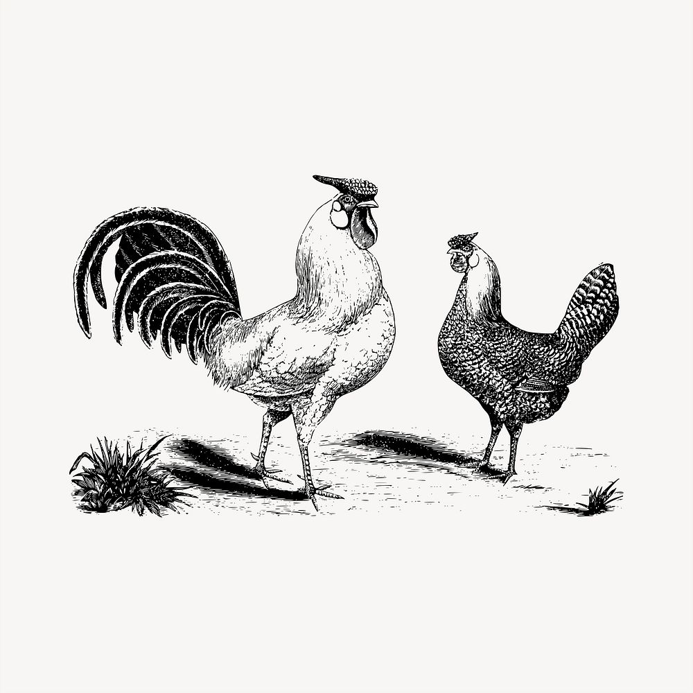 Chickens  clipart, vintage hand drawn vector. Free public domain CC0 image.