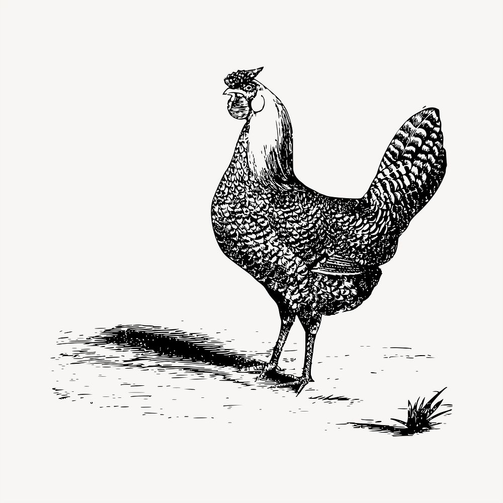 Chicken clipart, vintage hand drawn vector. Free public domain CC0 image.