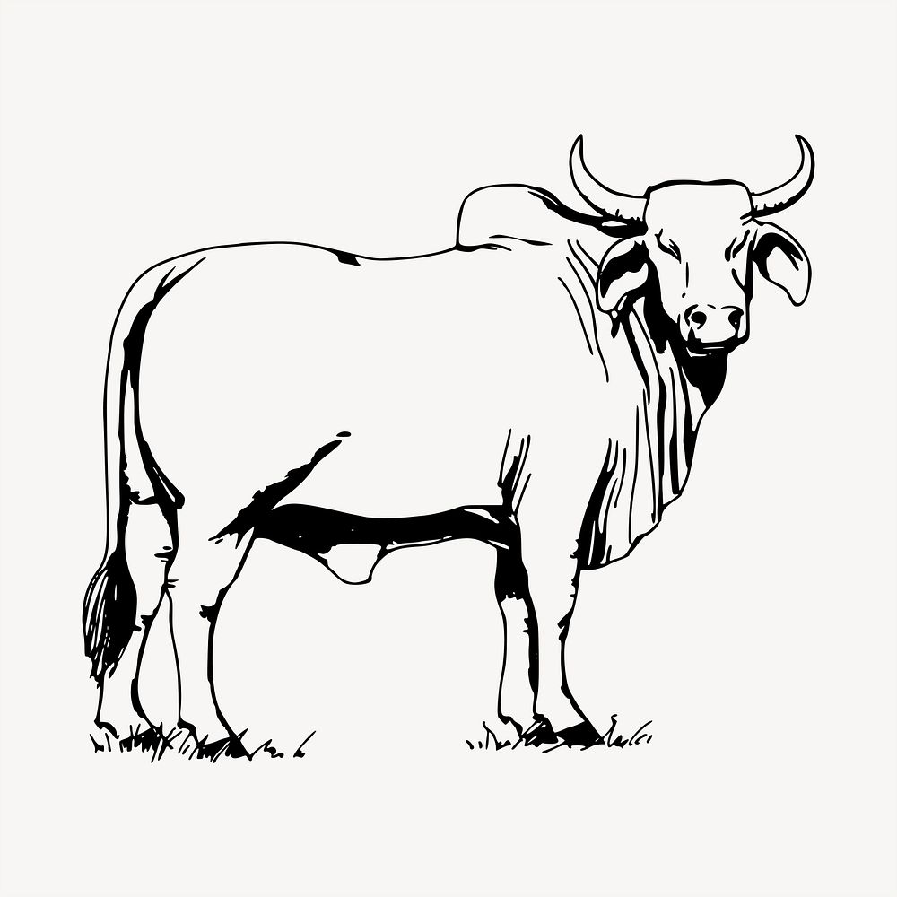 Bull clipart, vintage hand drawn vector. Free public domain CC0 image.