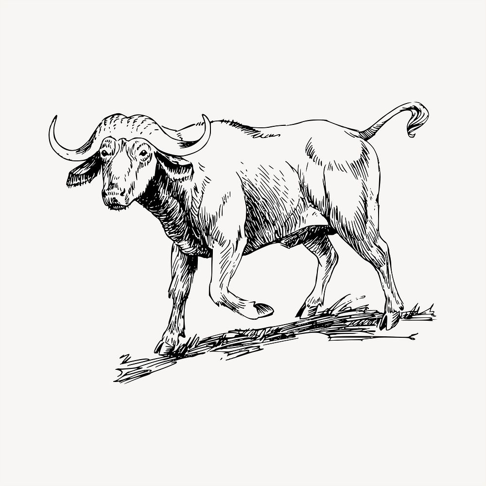 Buffalo clipart, vintage hand drawn vector. Free public domain CC0 image.