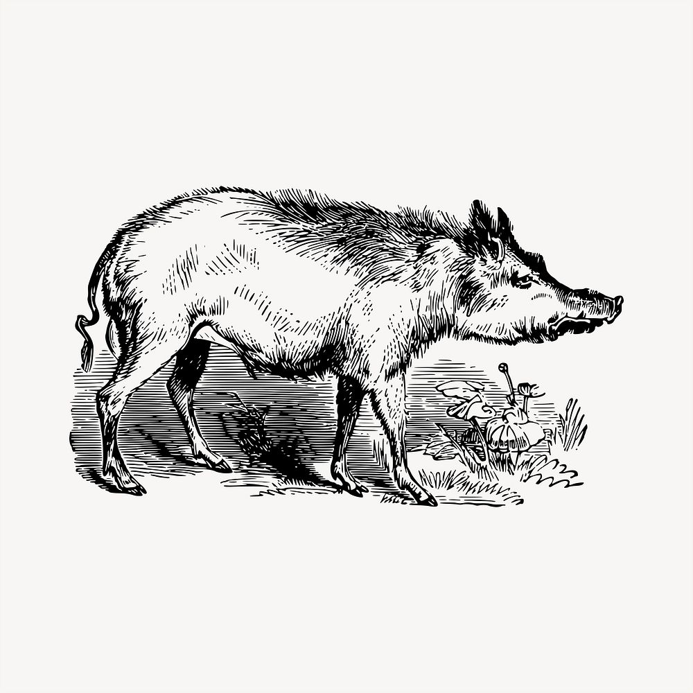 Boar clipart, vintage hand drawn vector. Free public domain CC0 image.