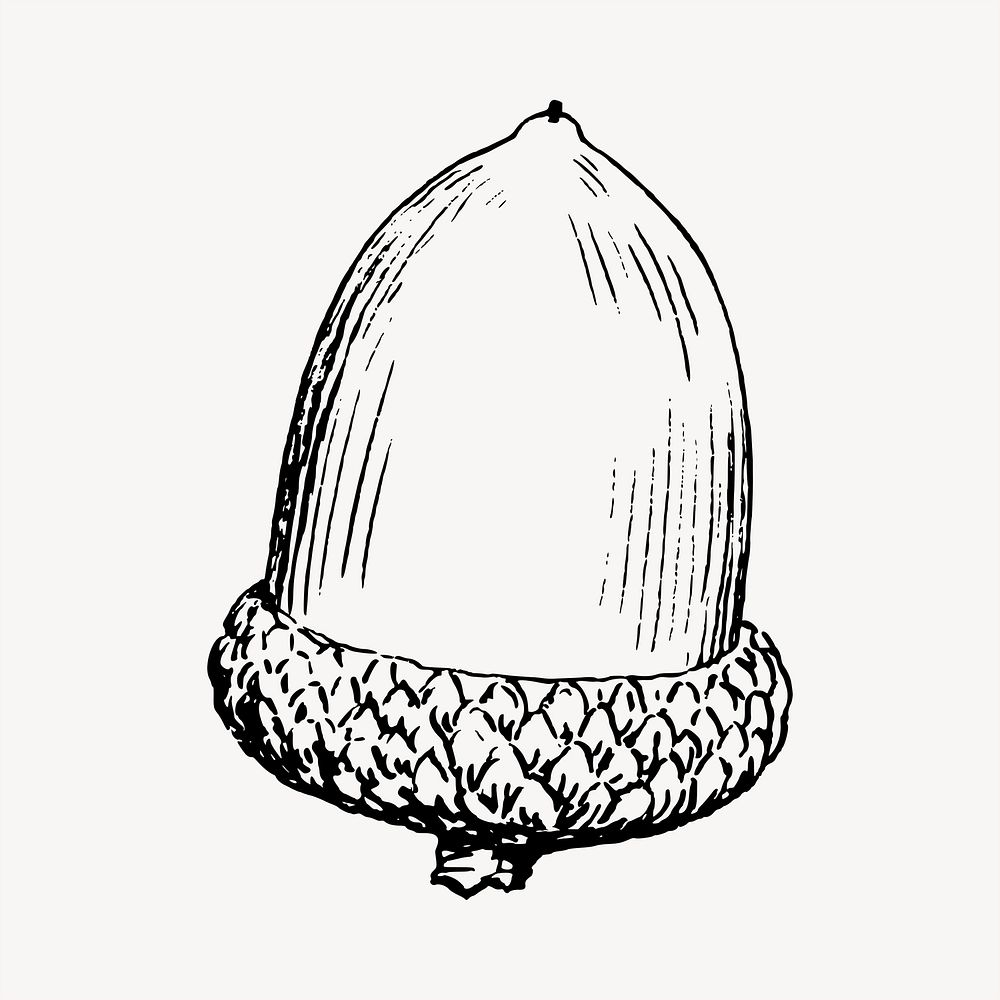 Acorn clipart, vintage hand drawn vector. Free public domain CC0 image.