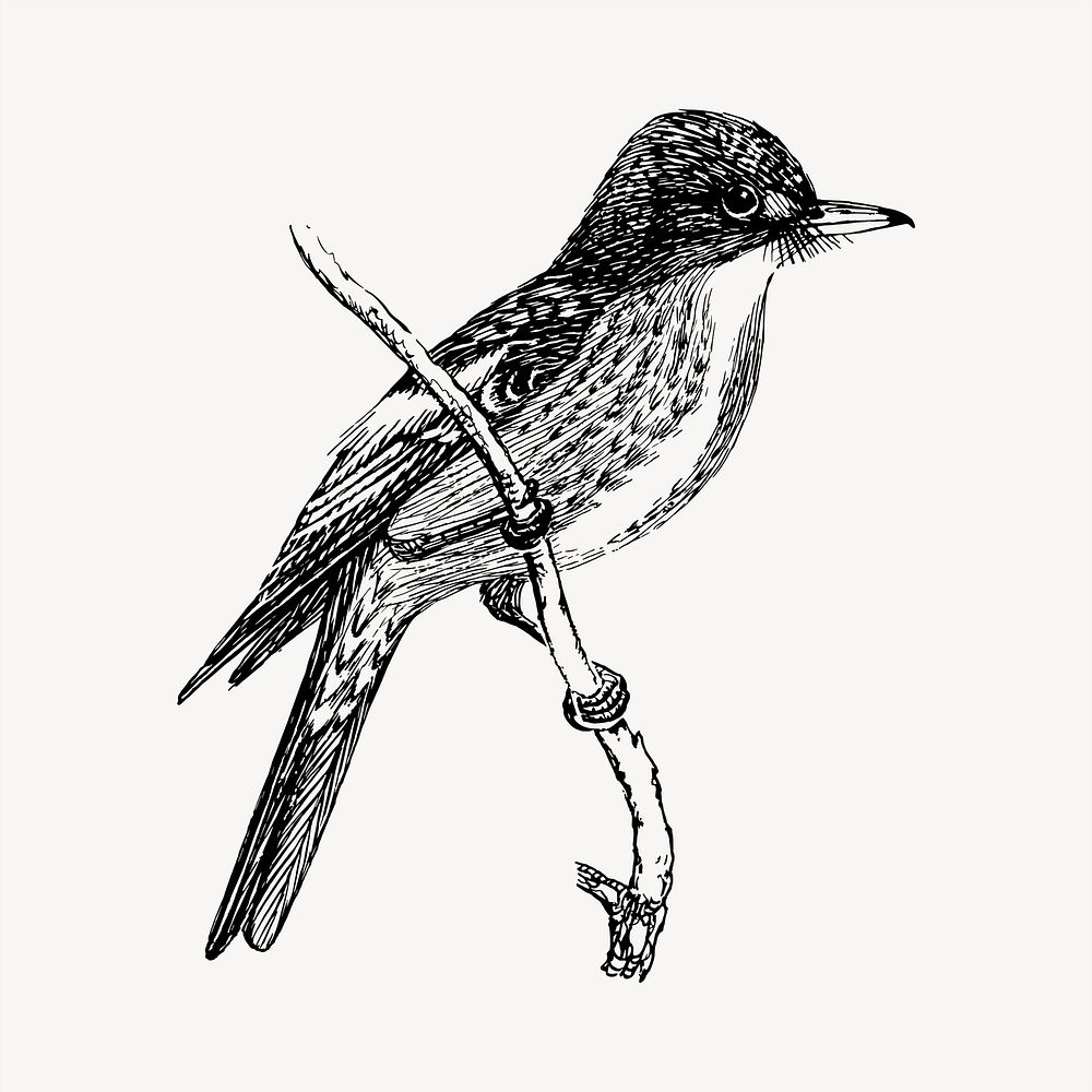 Flycatcher bird clipart, vintage hand drawn vector. Free public domain CC0 image.