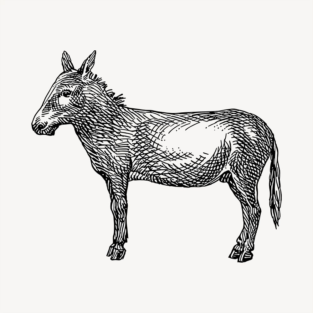 Donkey clipart, vintage hand drawn vector. Free public domain CC0 image.