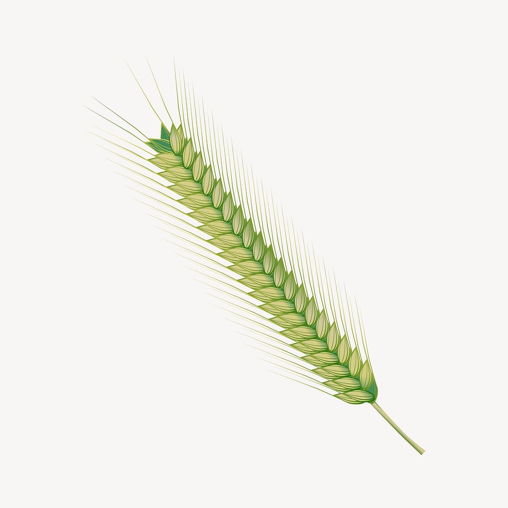 Wheat branch clipart, botanical illustration vector. Free public domain CC0 image.