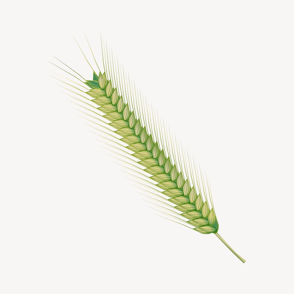Wheat branch sticker, botanical illustration psd. Free public domain CC0 image.