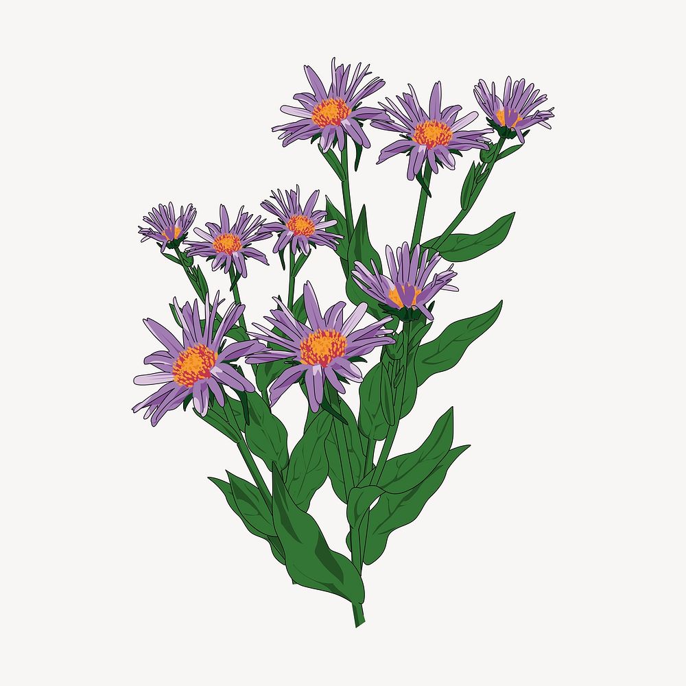 Flower clipart, botanical illustration psd. Free public domain CC0 image