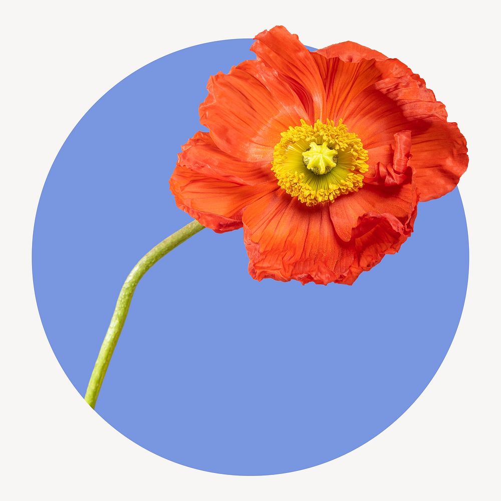 Poppy flower circle shape badge, botanical photo