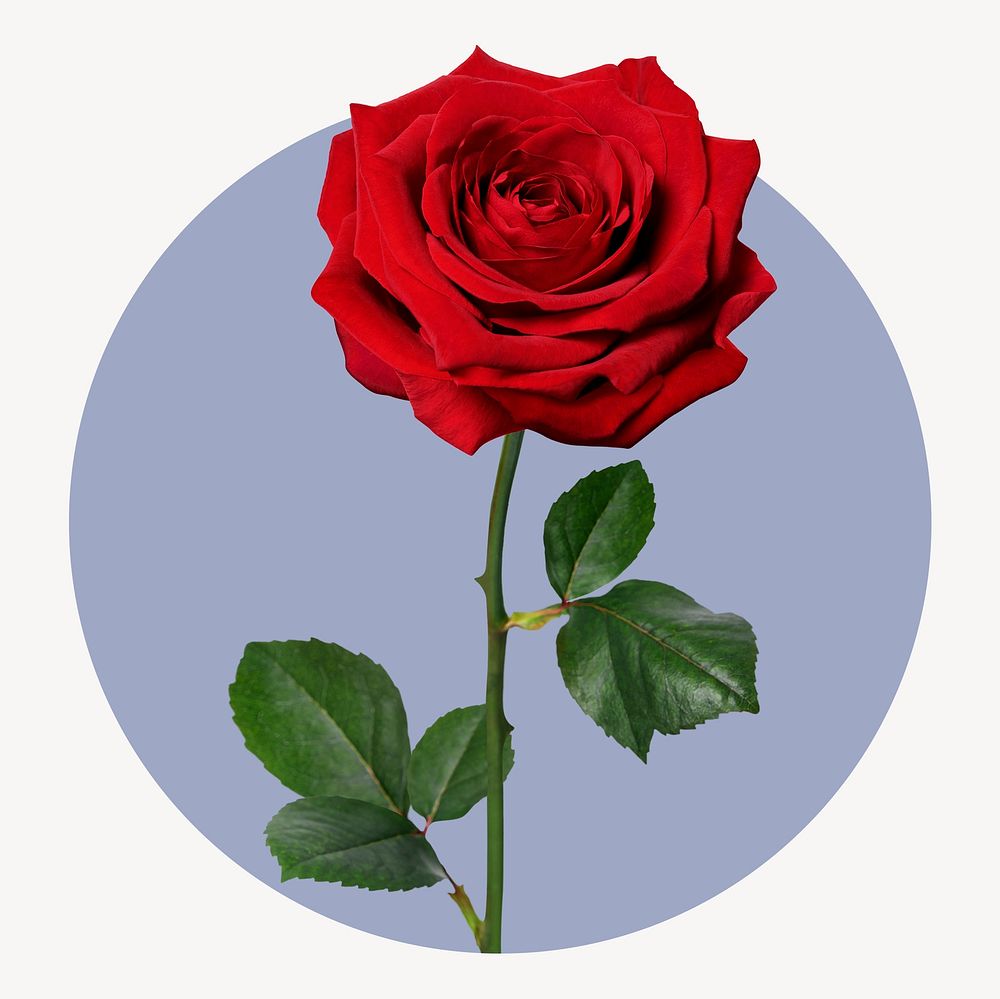 Red rose circle shape badge, Valentine's day photo