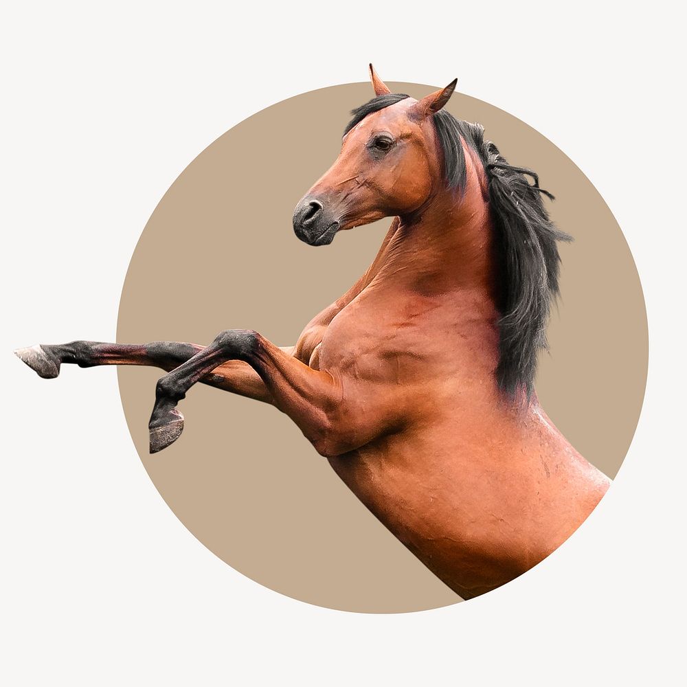 Rearing horse circle shape badge, animal photo