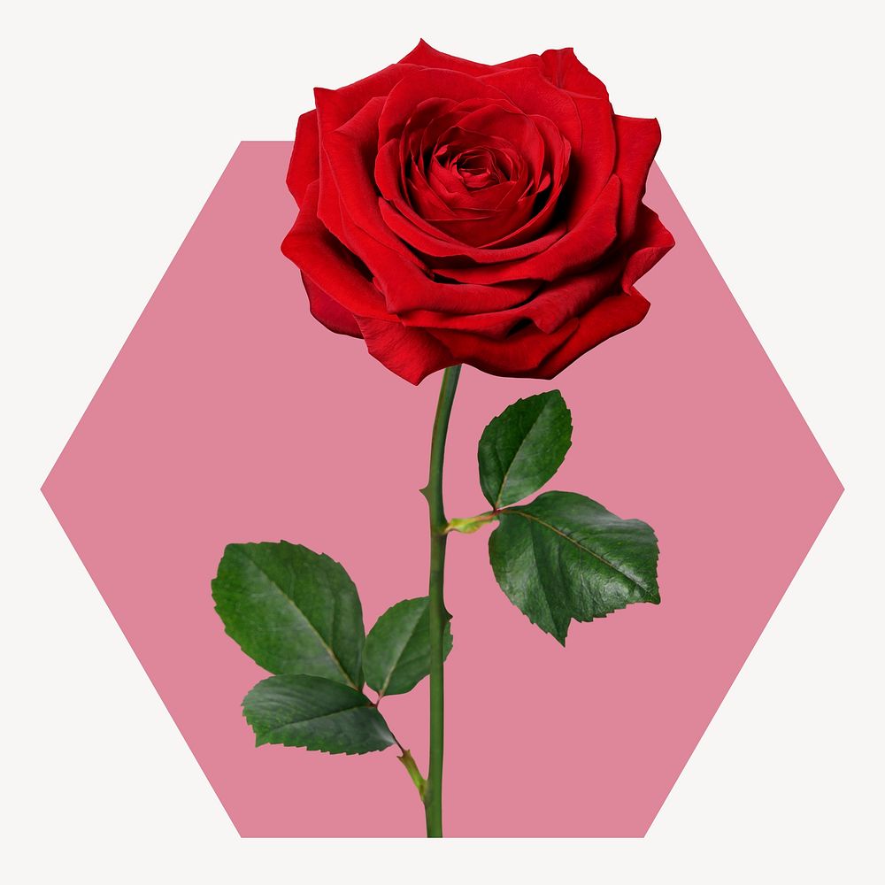 Red rose hexagon shape badge, Valentine's day photo