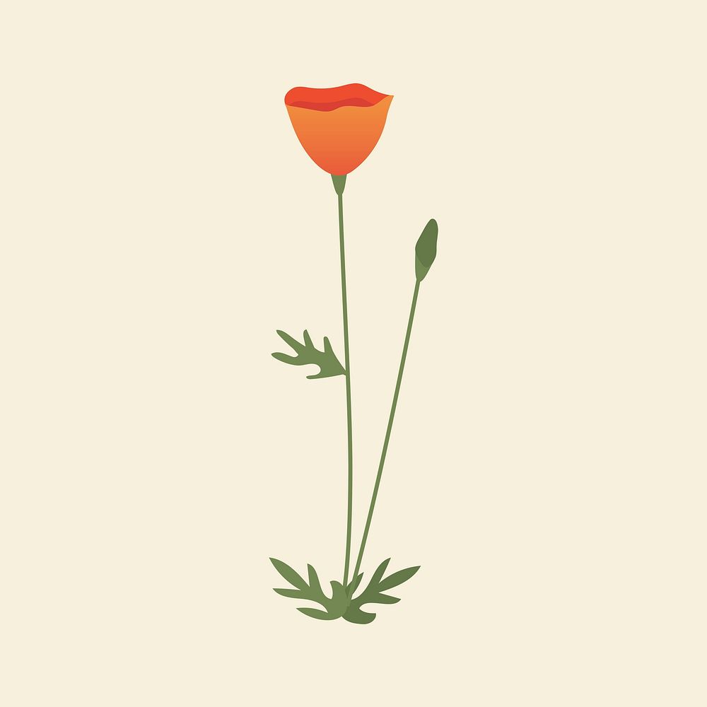 Orange poppy flower psd minimal illustration