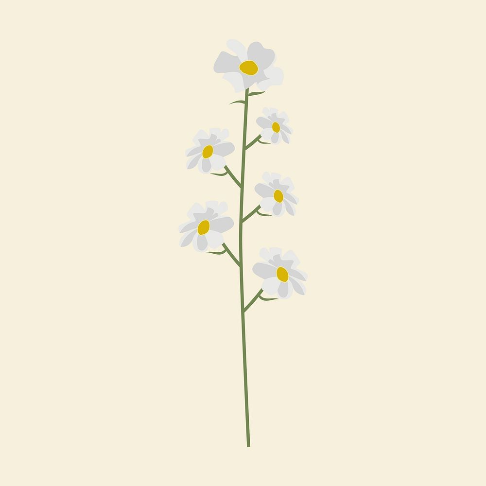 Daisy psd minimal wildflower illustration
