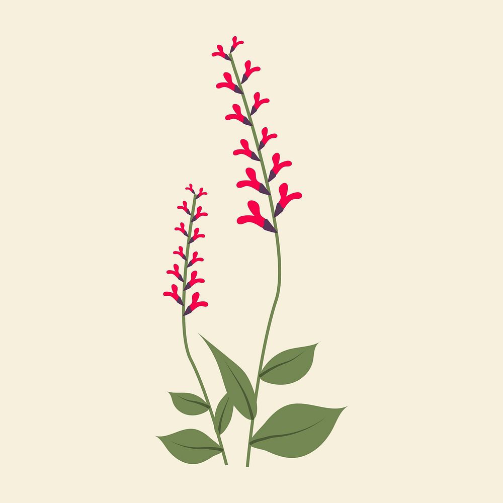 Aeschynanthus psd minimal wildflower illustration