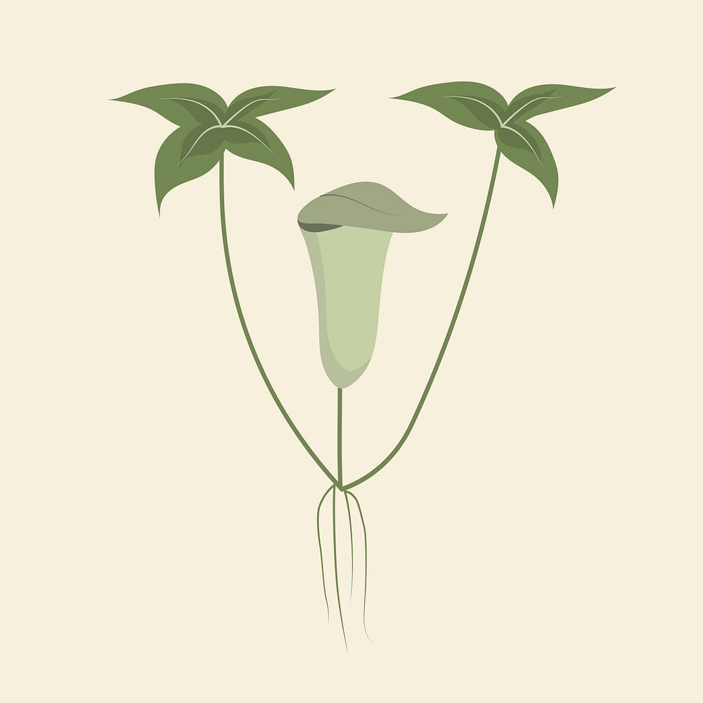 Pitcher plants flower psd minimal illustration