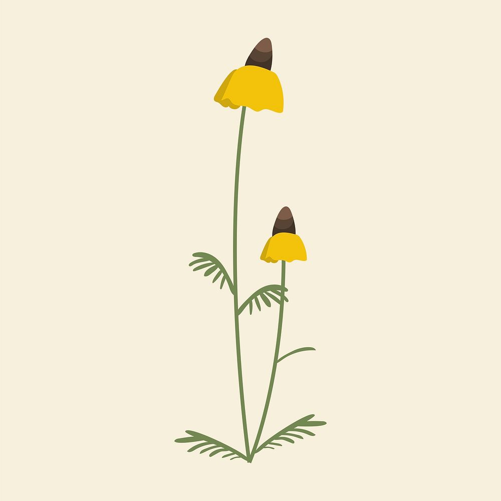 Long head coneflower psd minimal illustration