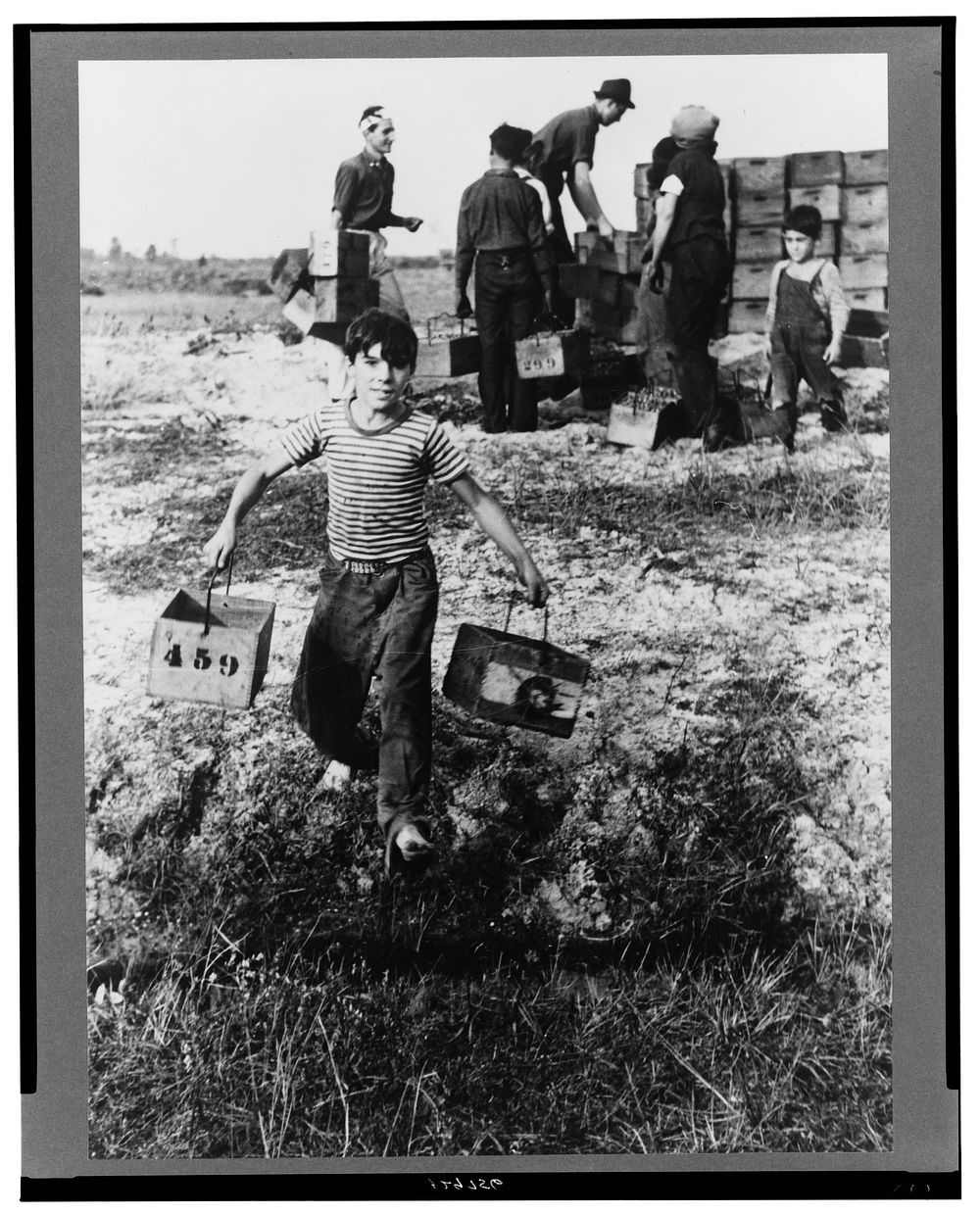Boy leaving cranberry checking station at cranberry bog, Burlington County, New Jersey. Sourced from the Library of Congress.